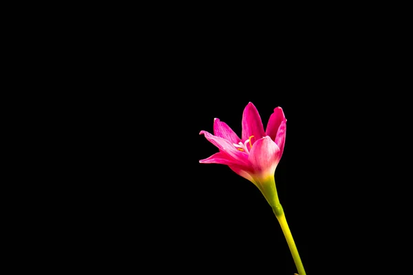 Closeup bledě růžové Amarylis květina na černém pozadí s — Stock fotografie