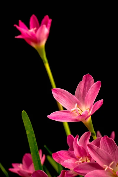 Primer plano de flor de amarilis rosa pálido sobre fondo negro con — Foto de Stock