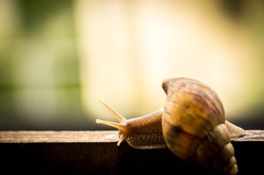 Helix pomatia, ortak adları bordo salyangoz, Roma salyangoz, EDI