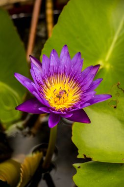 Bahçede çiçek açan mor lotus