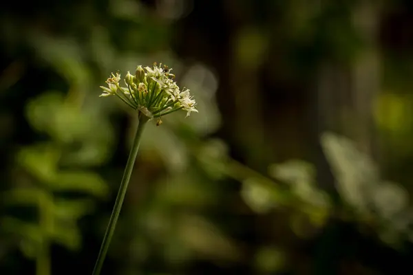 Belas flores brancas de no fundo verde bokeh — Fotografia de Stock