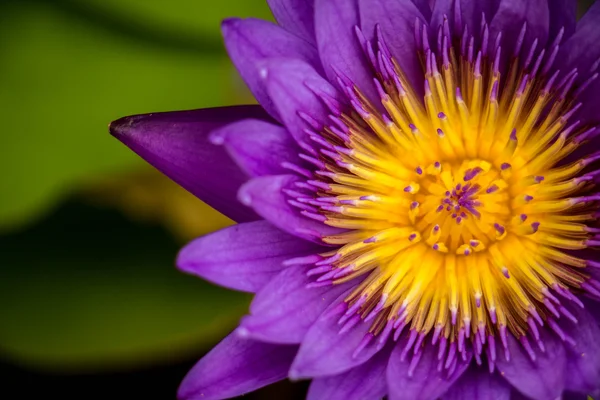 Loto púrpura floreciendo en el jardín — Foto de Stock