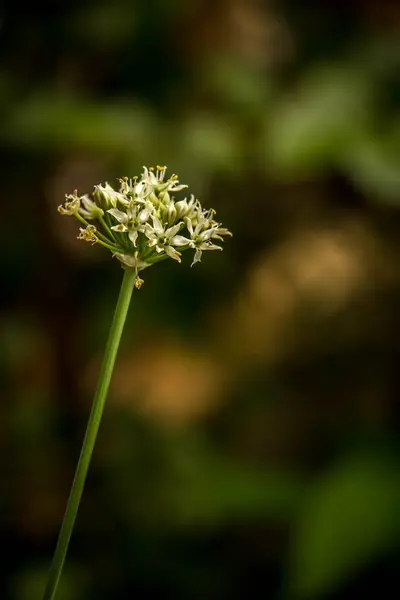 Belas flores brancas de no fundo verde bokeh — Fotografia de Stock