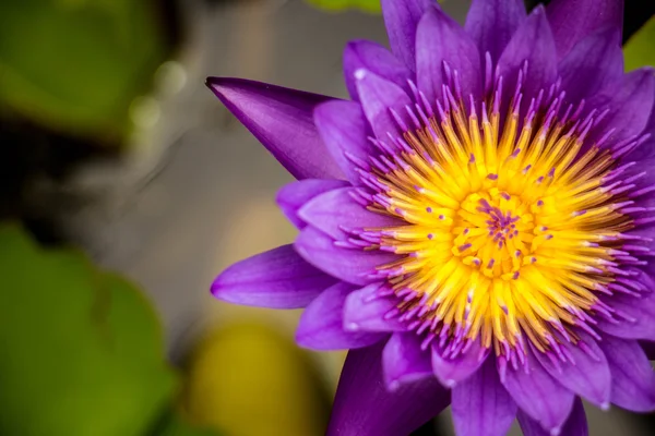 Loto púrpura floreciendo en el jardín — Foto de Stock
