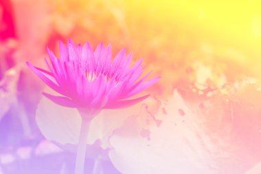 Bahçede çiçek açan mor lotus havuz aydınlatma