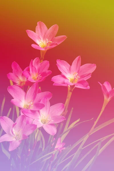 Fechar-se de flor amaryllis rosa pálido no backgroun iluminação piscina — Fotografia de Stock