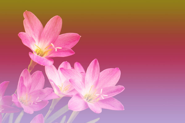 Closeup of pale pink amaryllis flower on pool lighting backgroun