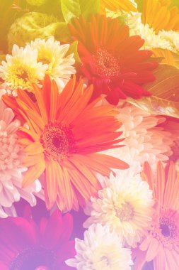 Yaz havuzu lightingi renkli gerbera çiçekleri güzelliği 
