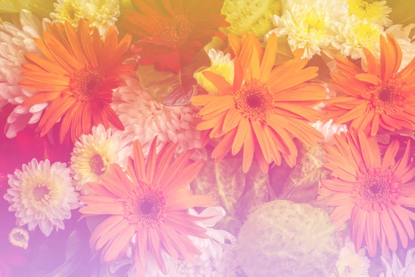 Yaz havuzu lightingi renkli gerbera çiçekleri güzelliği 