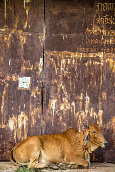 Vaca marrón con pared oxidada . —  Fotos de Stock