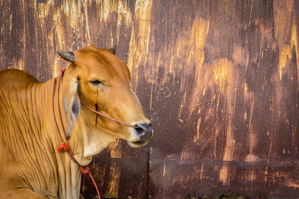 Vaca marrón con pared oxidada . —  Fotos de Stock