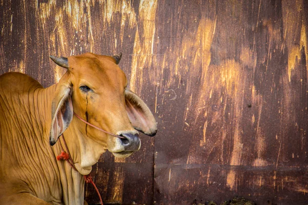 Vaca marrón con pared oxidada . —  Fotos de Stock