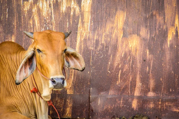 Vaca marrón con pared oxidada . —  Fotos de Stock