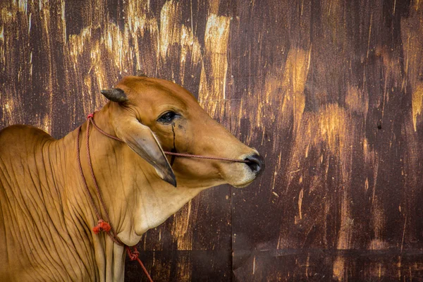 Vaca marrón con pared oxidada . —  Fotos de Stock