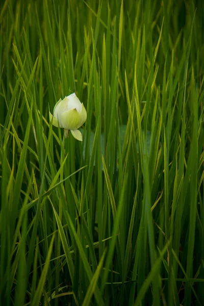 Bílý lotos květy zelenými listy zázemí v jezeře — Stock fotografie