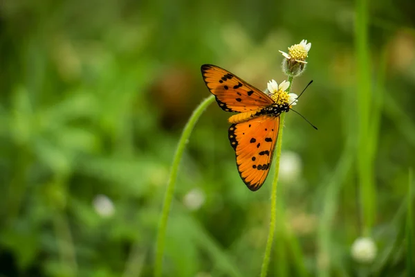 Closeup vlinder op bloem (gemeenschappelijk tijger vlinder) — Stockfoto