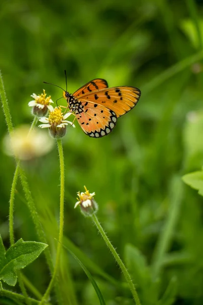 （一般的な虎蝶の花のクローズ アップ蝶) — ストック写真