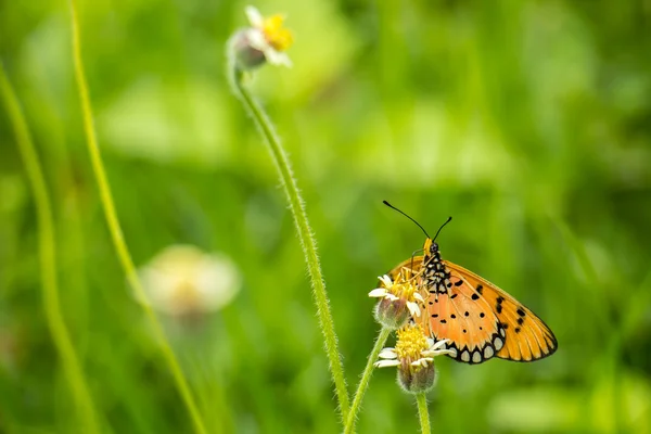 Närbild fjäril på blomma (gemensamma tiger fjäril) — Stockfoto