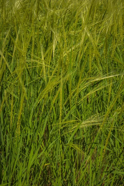 Barley — Stock Photo, Image