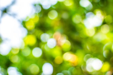 Doğal Bokeh, bulanık bokeh.