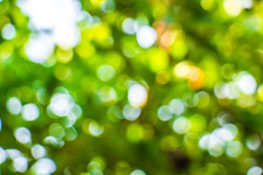 Doğal Bokeh, bulanık bokeh.