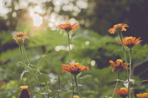 Vintage daisy camomila flores campo ao nascer do sol — Fotografia de Stock