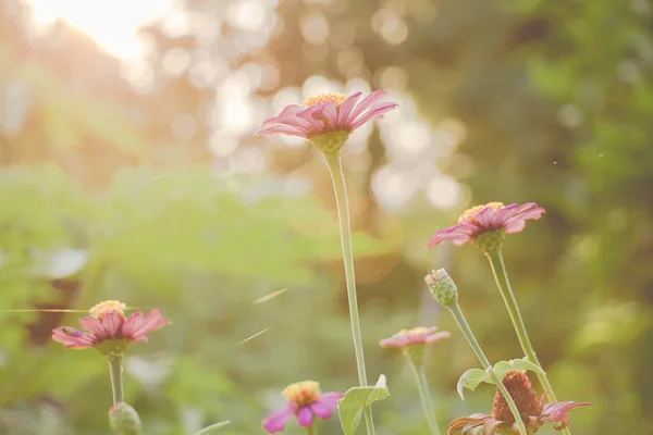 Vintage daisy camomila flores campo ao nascer do sol — Fotografia de Stock