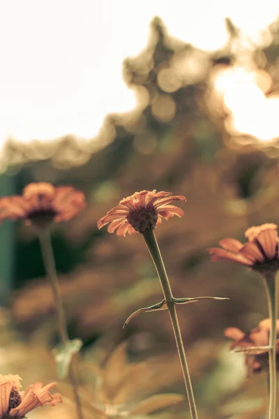 Retro flores fundo — Fotografia de Stock