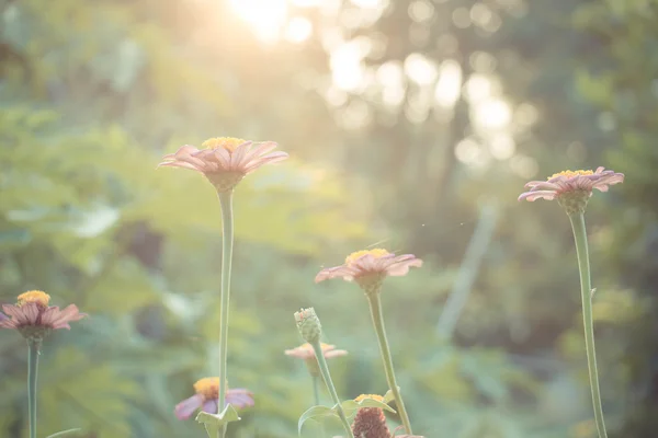 Foto vintage de fundo da natureza com flores e plantas selvagens — Fotografia de Stock