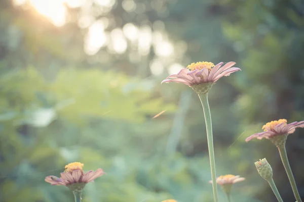 Ročník fotografické pozadí přírodou s divoké květiny a rostliny — Stock fotografie