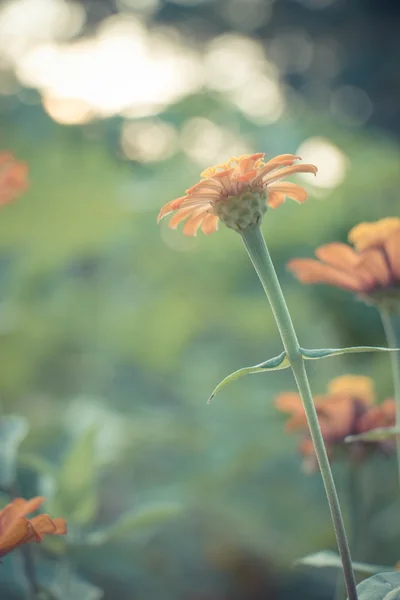 Vintage foto di sfondo della natura con fiori selvatici e piante — Foto Stock