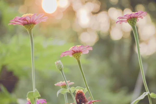 Archiwalne zdjęcie tła natura z dzikich kwiatów i roślin — Zdjęcie stockowe