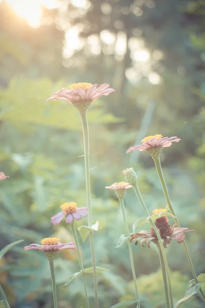 Ročník fotografické pozadí přírodou s divoké květiny a rostliny — Stock fotografie