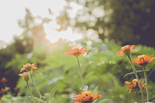 Vintage daisy heřmánek květiny pole při východu slunce — Stock fotografie