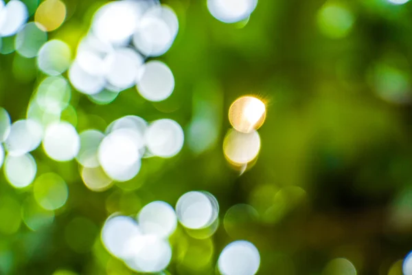 Bokeh naturel, bokeh flou. — Photo