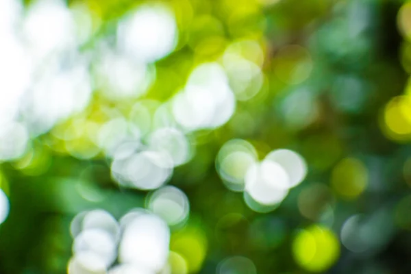 Bokeh naturel, bokeh flou. — Photo