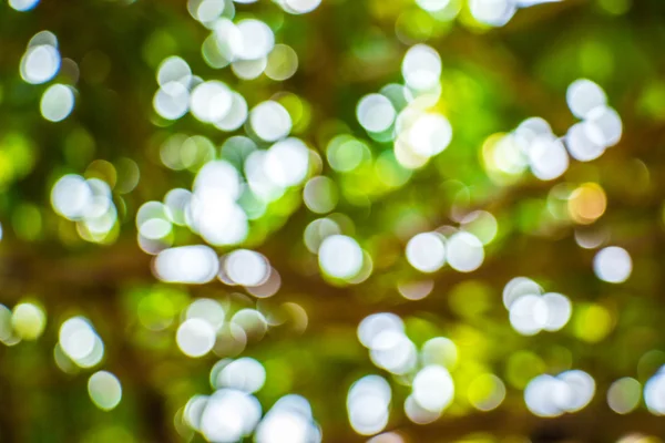 Bokeh naturel, bokeh flou. — Photo