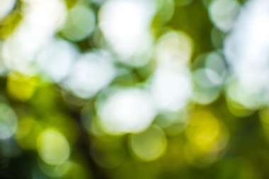 Doğal Bokeh, bulanık bokeh.