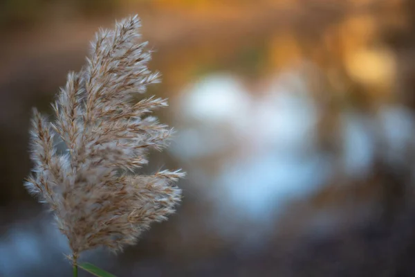 Пушистый Цветущий Тростник Берегу Водохранилища Осенью Фоне Осеннего Отражения Воде — стоковое фото