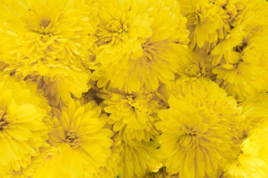 Güzel sonbahar çiçekleri-kasımpatılar bahçede çiçek açıyor.