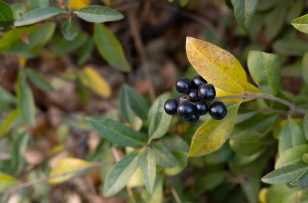 Černé Zralé Lesní Plody Keři Žlutými Zelenými Hnědými Podzimními Listy — Stock fotografie
