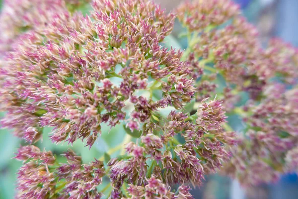 Magnifiquement Floraison Arc Décoratif Dans Jardin Petites Fleurs Violettes Abstraction — Photo