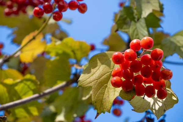 Červené Podzimní Vibrační Bobule Větvi Žlutými Podzimními Listy — Stock fotografie