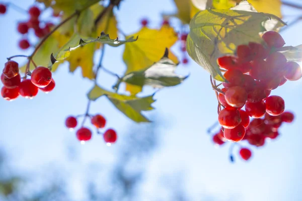 Rote Herbst Viburnum Beeren Auf Einem Zweig Mit Gelben Herbstblättern — Stockfoto