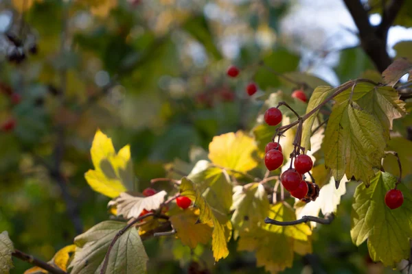 Красные Осенние Ягоды Вибурнума Ветке Желтыми Осенними Листьями — стоковое фото