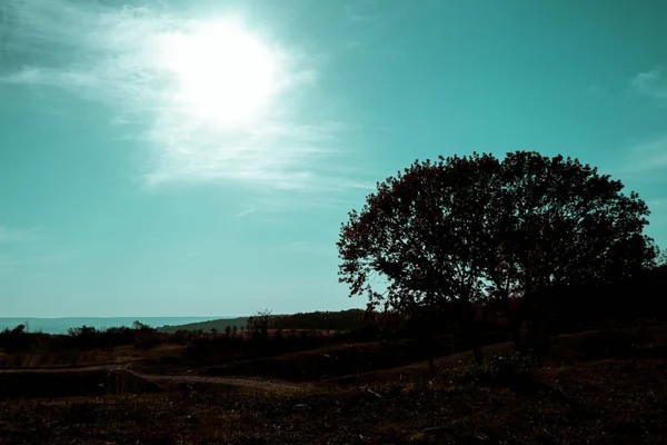 Silhouette Sombre Arbre Solitaire Ramifié Dans Une Zone Vallonnée Contre — Photo