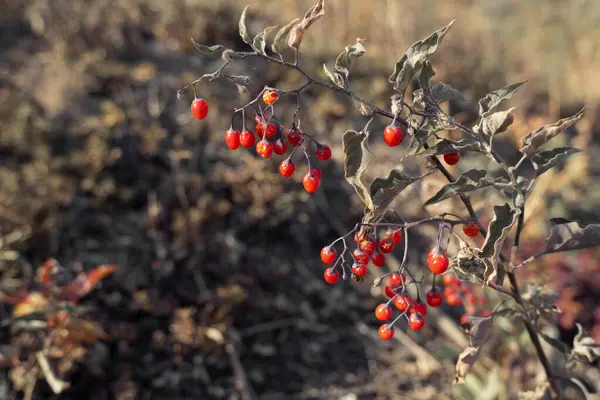 Vadnoucí Podzimní Rostliny Suché Větve Listy Jasně Červené Bobule Krásné — Stock fotografie