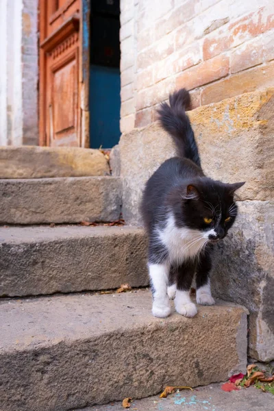 Пухнаста Чорно Біла Кішка Жовтими Очима Старих Сходах Ведуть Старовинних — стокове фото