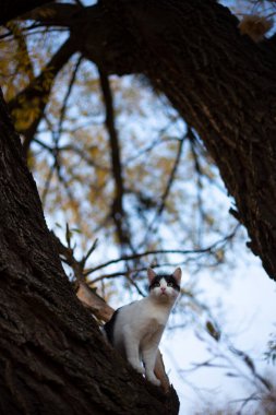 Büyük bir ağacın dallarında oturan sevimli siyah beyaz kedi, sonbahar manzarasının arka planında, gökyüzünde, dallarda, yapraklarda