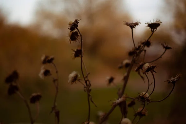 Verblassende Herbstblumen Auf Dem Feld Trockene Äste Und Blumen Schöner — Stockfoto